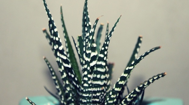 Zebra Plants are perfect for indoors and work well on windowsills as they like sun and bright light -  Zebra Plants are perfect for indoors and work well on windowsills as they like sun and bright light.